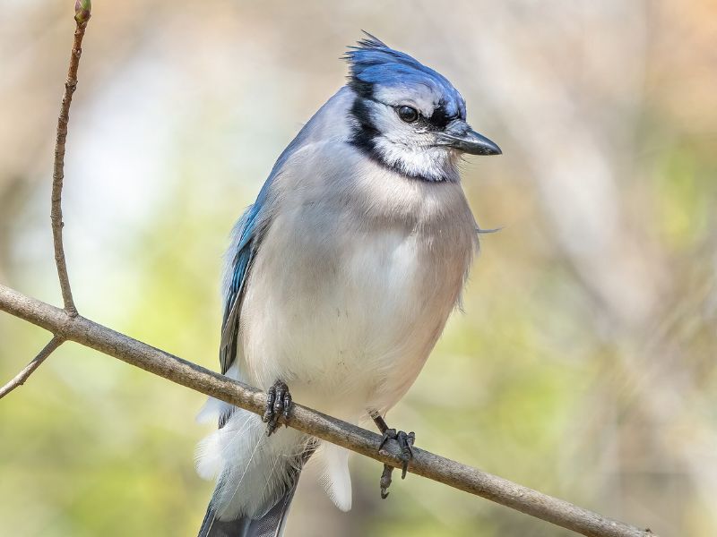 Blue Jay with bright blue plumage, white underside, and distinctive crest