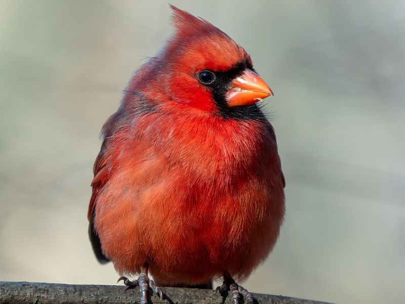 Male Northern Cardinal, bright red with black face mask, perched on a branch