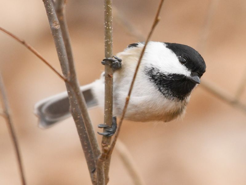 Black-capped Chickadee, small bird with distinctive black cap and white cheeks