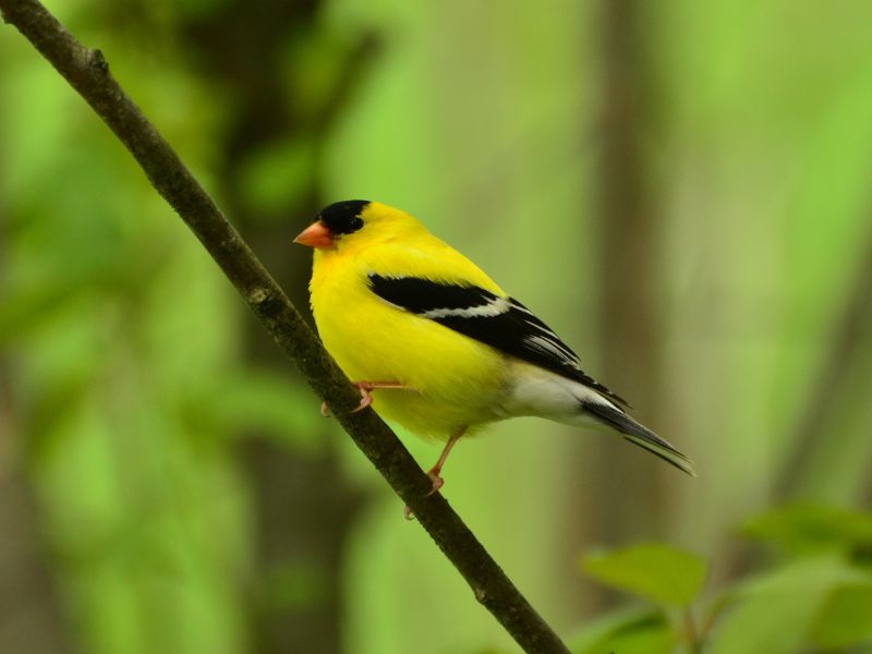 Male American Goldfinch in breeding plumage, bright yellow with black wings and cap